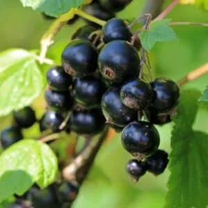 Stiebinis juodasis serbentas 'Ometa'