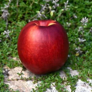 Nektarinas 'Fantasia'