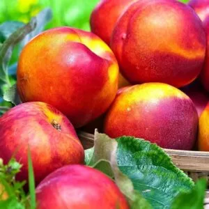 Nektarinas 'Super Queen'