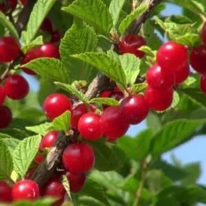 Pūkuota vyšnia (Pūkuotukė) 'Carevna'