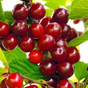 Pūkuota vyšnia (Pūkuotukė) 'Cyganka'