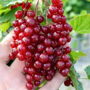 Krūminis raudonasis serbentas 'Random'