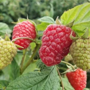 Avietė remontantinė 'Margarita'