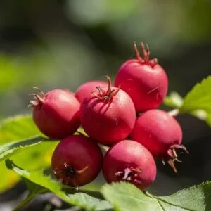 Gudobelė skaisčioji