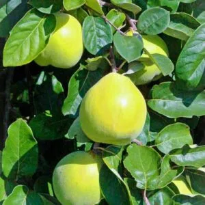 Cidonija 'Ispolinskaja'