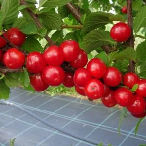 Pūkuota vyšnia (Pūkuotukė) 'Natali'