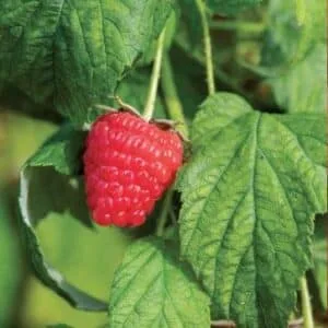 Avietė remontantinė 'Eros'