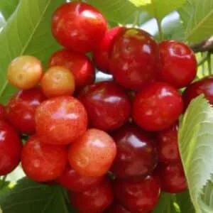 Koloninė trešnė 'Celeste'