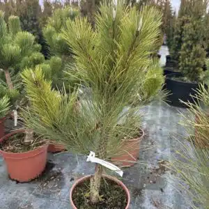 Pušis juodoji 'Geant de suisse'