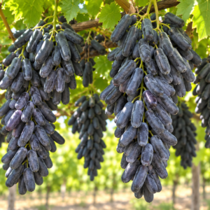 Vynuogė 'Avatar' Sweet Sapphire™ (‘IFG Six’)