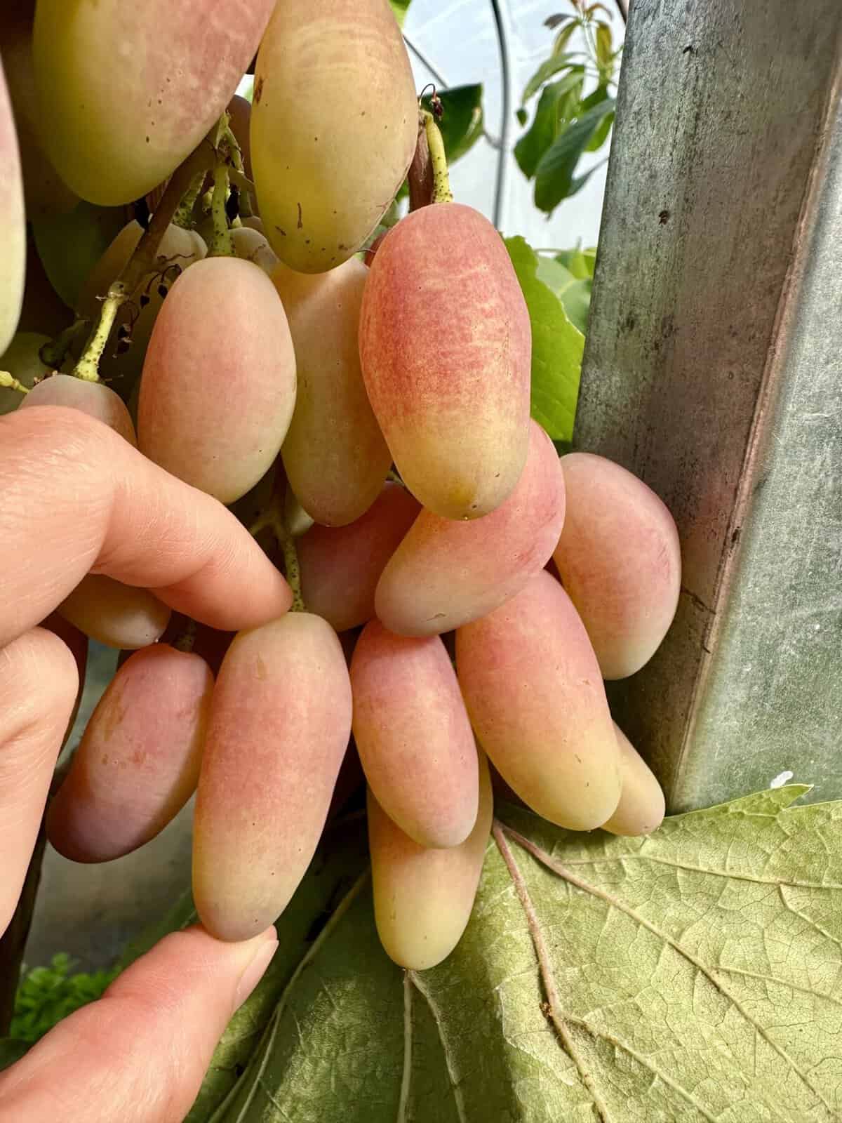 Vynuoge Dikson Tadoukis