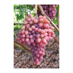 Vynuogė 'Kišmiš Lučistyj'