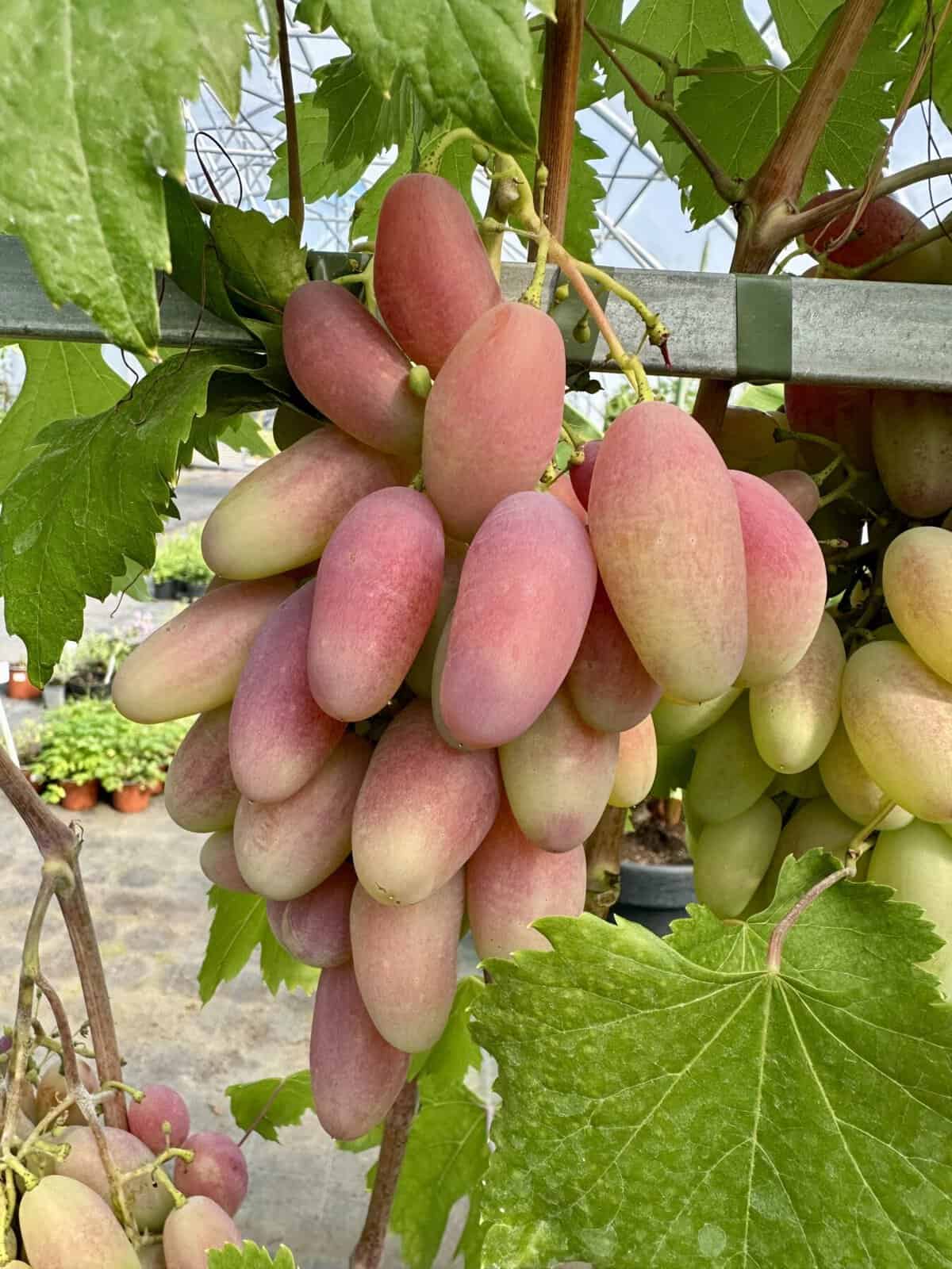 VynuogeDikson Tado ukis