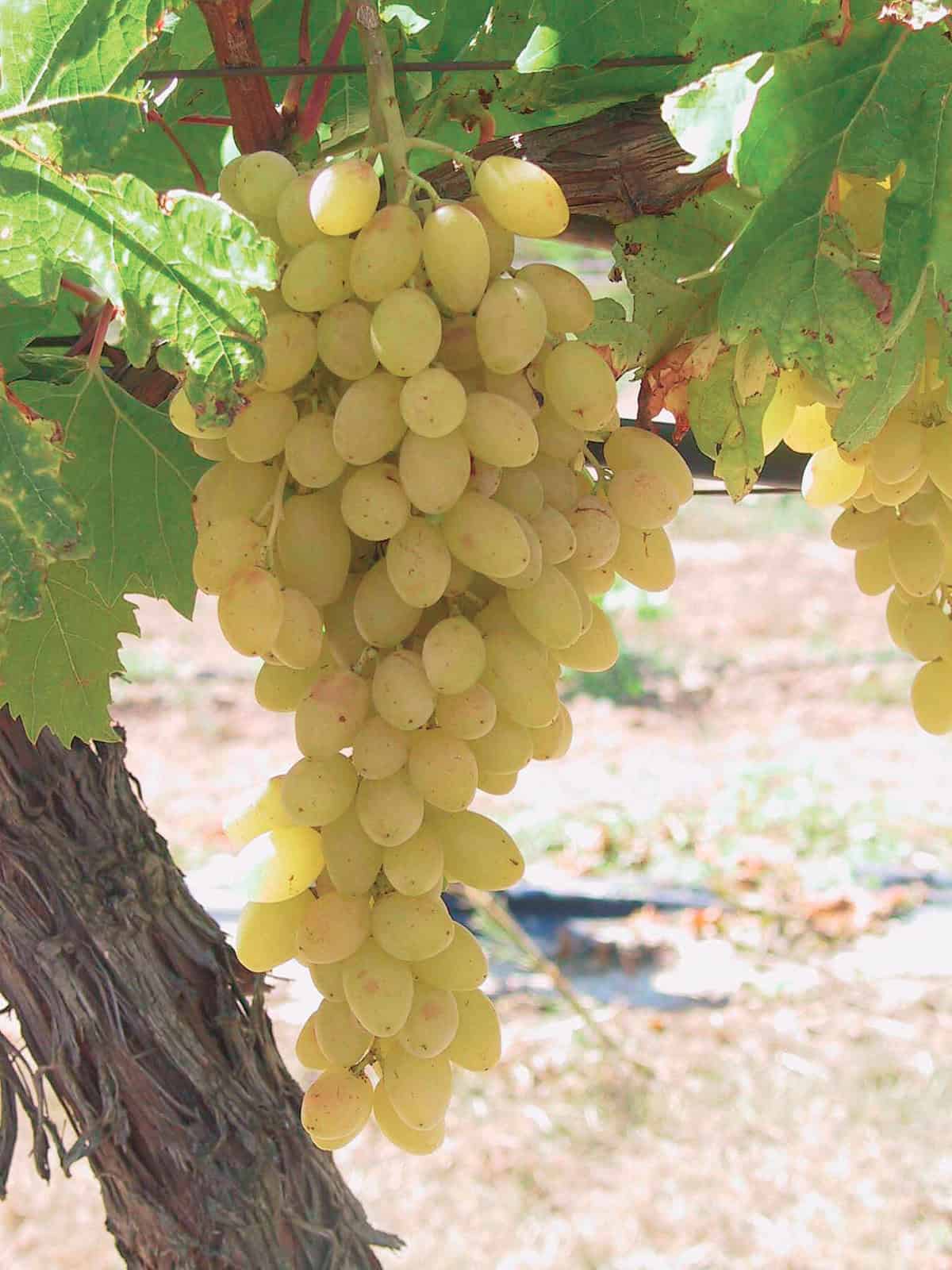 vynuoge sentenel Tadoukis