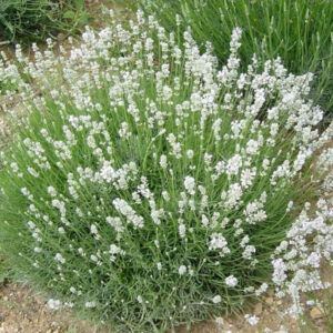 Levanda 'Vienco Early White'