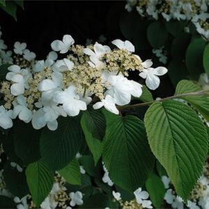 Putinas raukšlėtasis 'Mariesii'