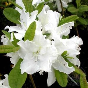 Azalija  'Geisha Weiss'