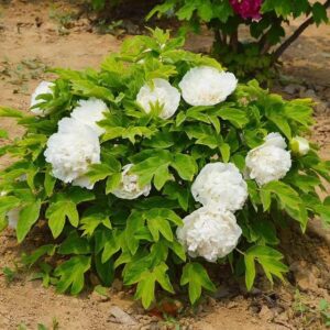 Bijūnas 'White Towers'