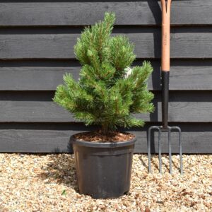 Pinus mugo Gnom Tado ukis