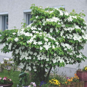 Sedula japoninė 'Milky Way'