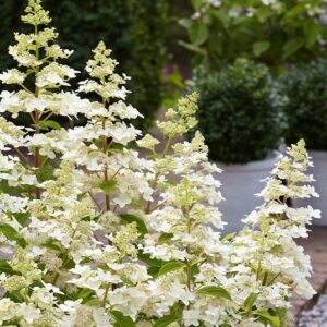 Šluotelinė hortenzija 'Confetti'