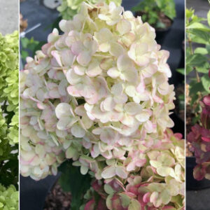 Šluotelinė hortenzija 'Petite Cherry'