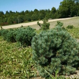 Paprastoji pušis 'Watereri'