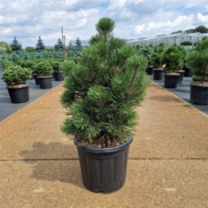 Pušis baltažievė 'Malinkii'