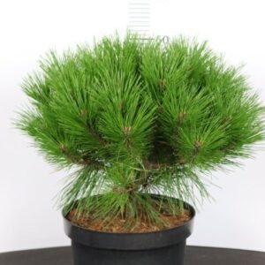 Pušis juodoji 'Benelux XC' (extra compact)