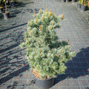 Pušis smulkiažiedė 'Negishi' formuota