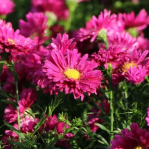 Astras  ‘Churchill’