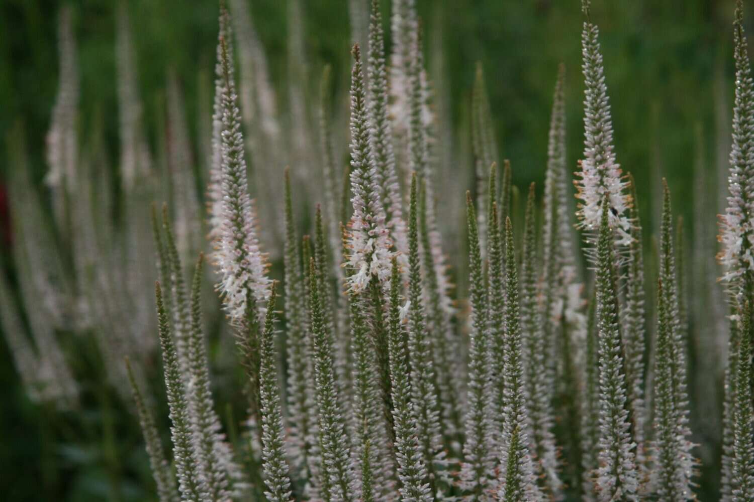 Virgininis veronikūnas ‘Roseum’ tado ukiss