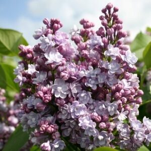 Alyva paprastoji ‘Michel Buchner’