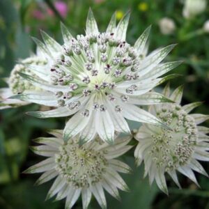 Astrancija 'White Sensation'