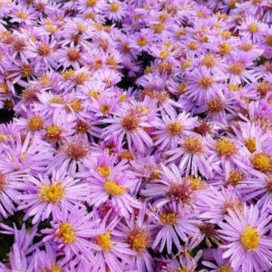 Astras  ‘Peter Harrison’