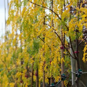 Gledičija tridyglė 'Skyline'