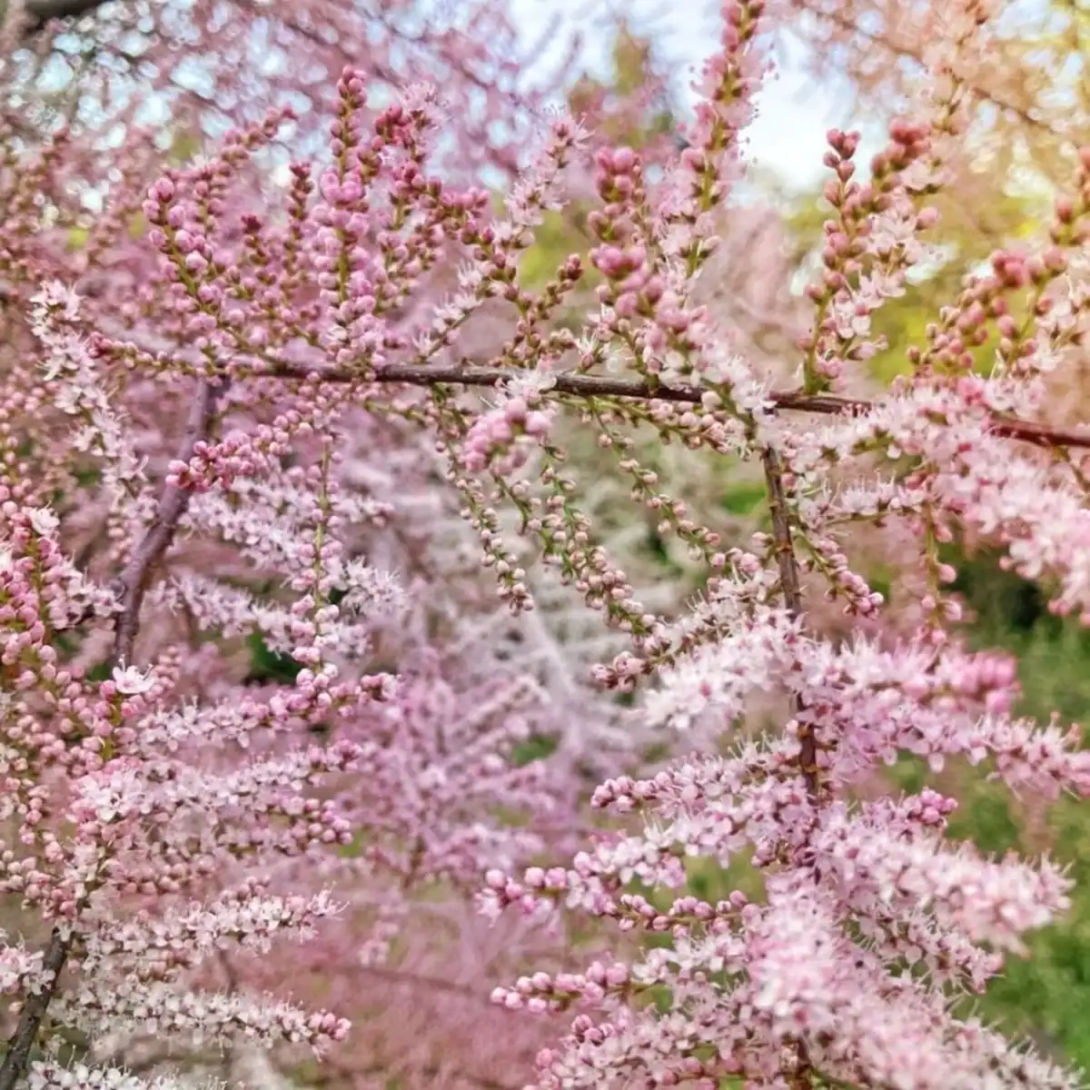 tamarisk-tamarix-ramosissima-pink-cascade