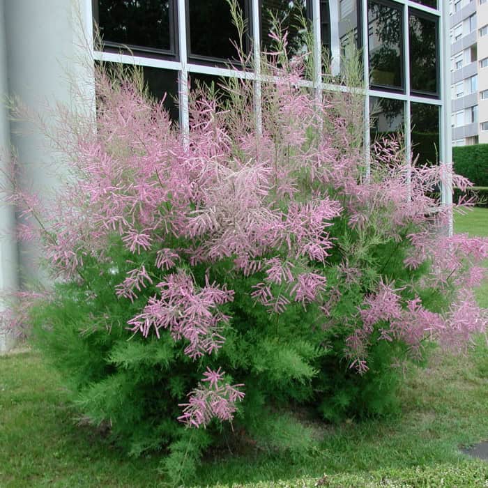 tamarix-ramosissima-pink-cascade