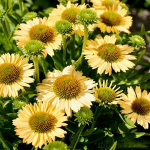 Ežiuolė 'Meditation Lime'