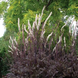 Blakėžudė paprastoji  'Black Negligee'