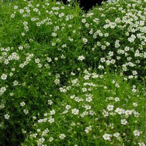 Žemenė siūlinė 'Green Moss'