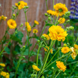 Žiognagė 'Gold Ball' (Lady Stratheden)