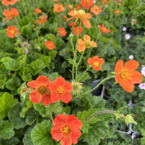 Žiognagė 'Orange Queen'