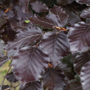 Paprastasis bukas ‘Atropunicea’