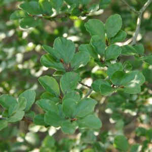 Paprastasis bukas ‘Rotundifolia’