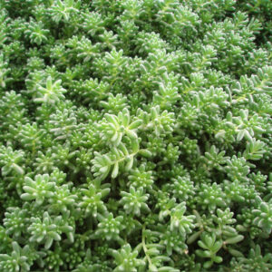 Šilokas 'Coral Carpet'