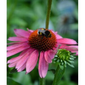 Ežiuolė 'Meditation Pink'