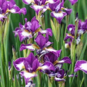 Vilkdalgis sibirinis 'Currier'