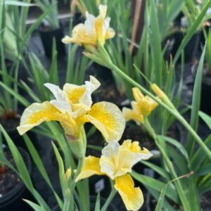 Vilkdalgis sibirinis 'Solar energy'