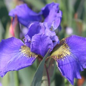 Vilkdalgis 'Welcome Return'